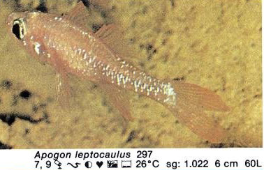 Apogon leptocaulus